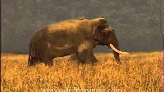 Majestically large Indian elephant male tusker [upl. by Schapira]