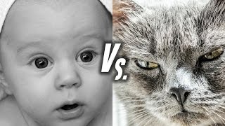 Cats Vs Babies [upl. by Assirrak117]