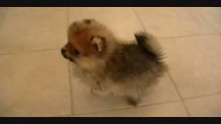 Pomeranian Puppieswmv [upl. by Etienne]