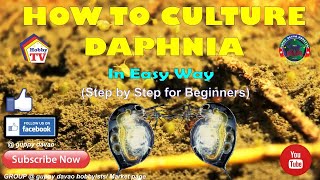 HOW TO CULTURE DAPHNIA In Easy Way [upl. by Nnylsia]