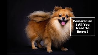 Pomeranian All You Need To Know [upl. by Alleris53]